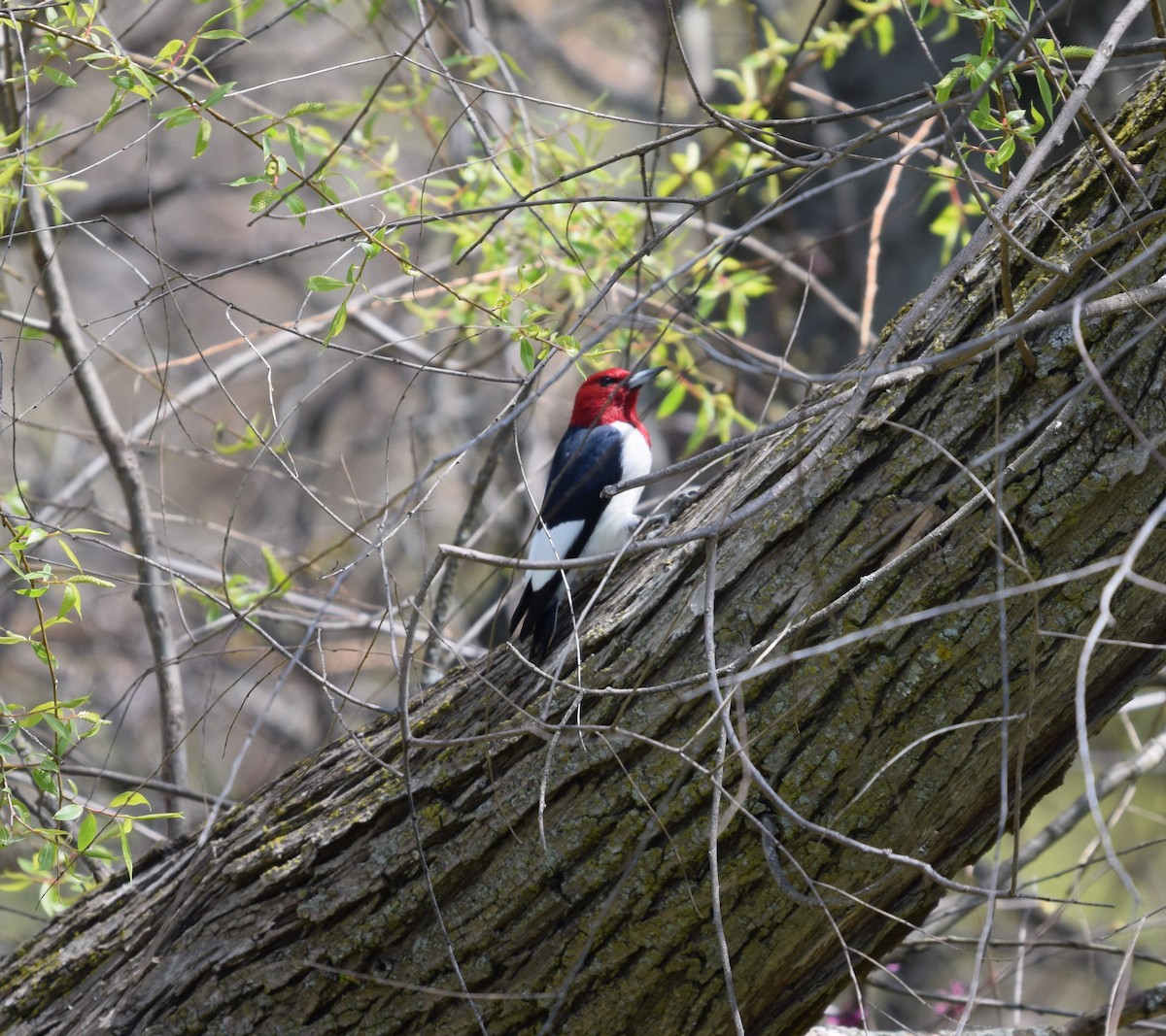 Pic à tête rouge - ML567323521