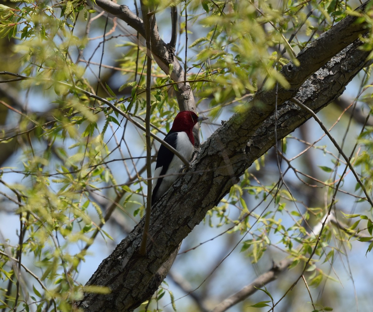 Pic à tête rouge - ML567323611