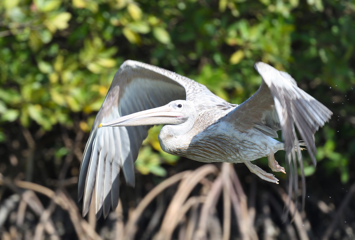 Pink-backed Pelican - ML567324001