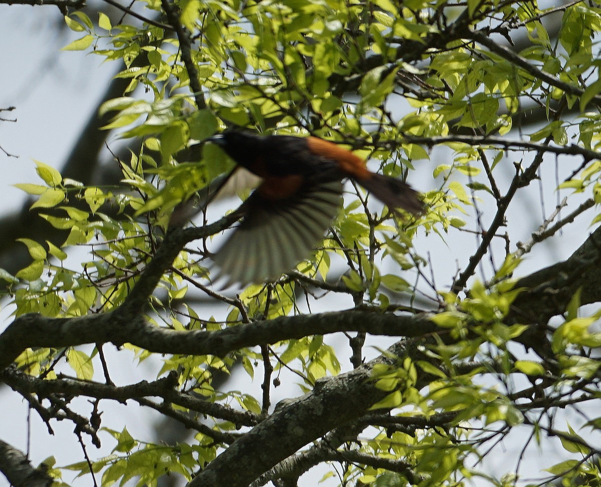 Orchard Oriole - ML567324011