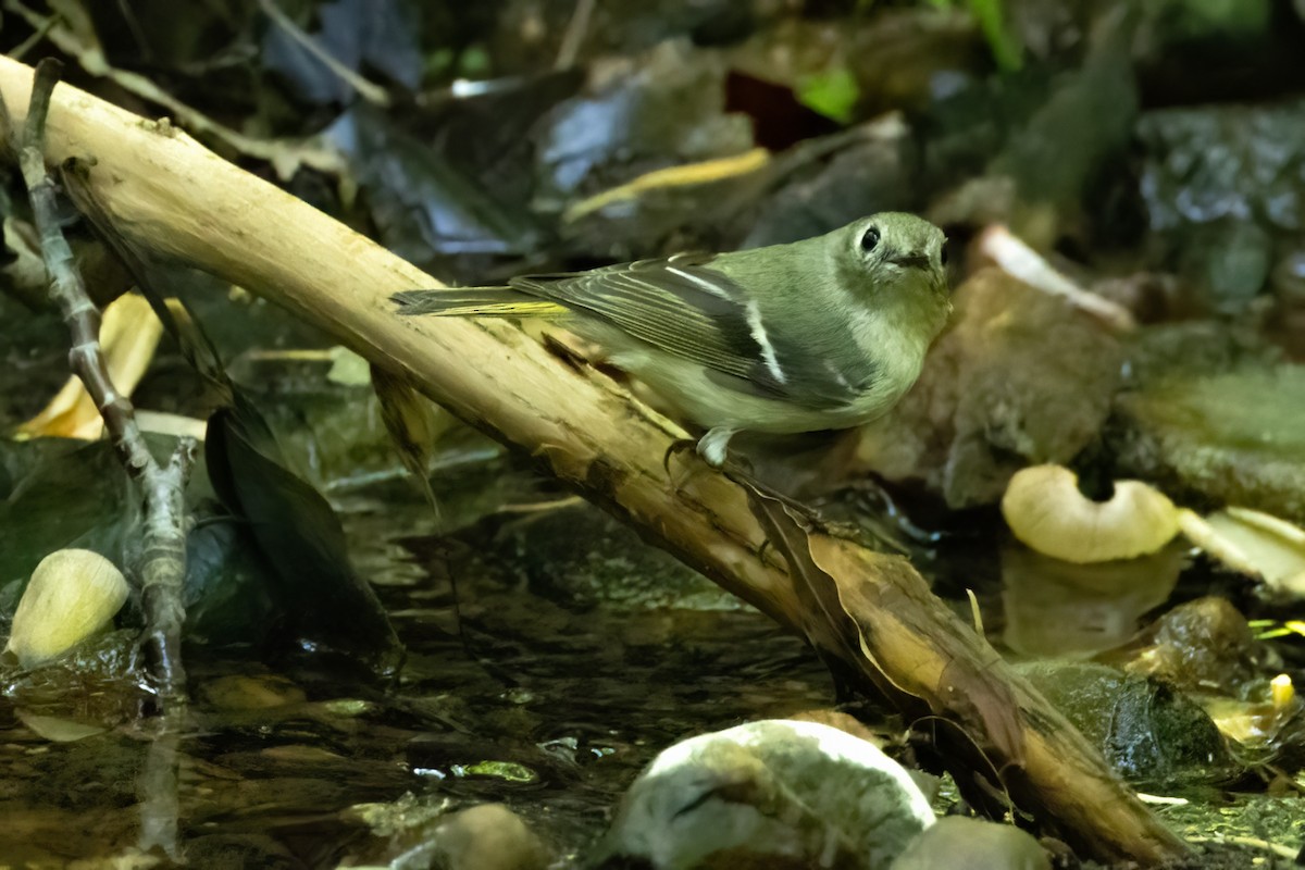 Ruby-crowned Kinglet - Bernard Kempinski