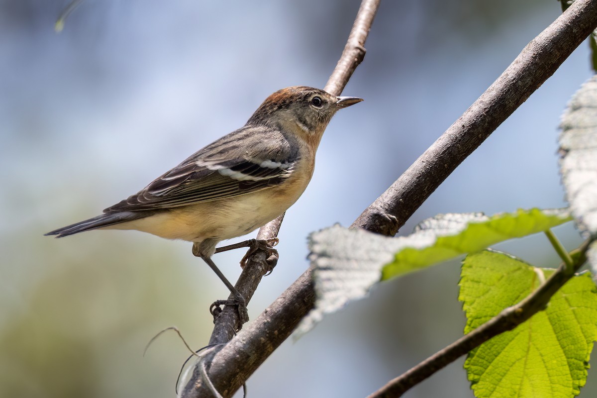 Bay-breasted Warbler - ML567324611