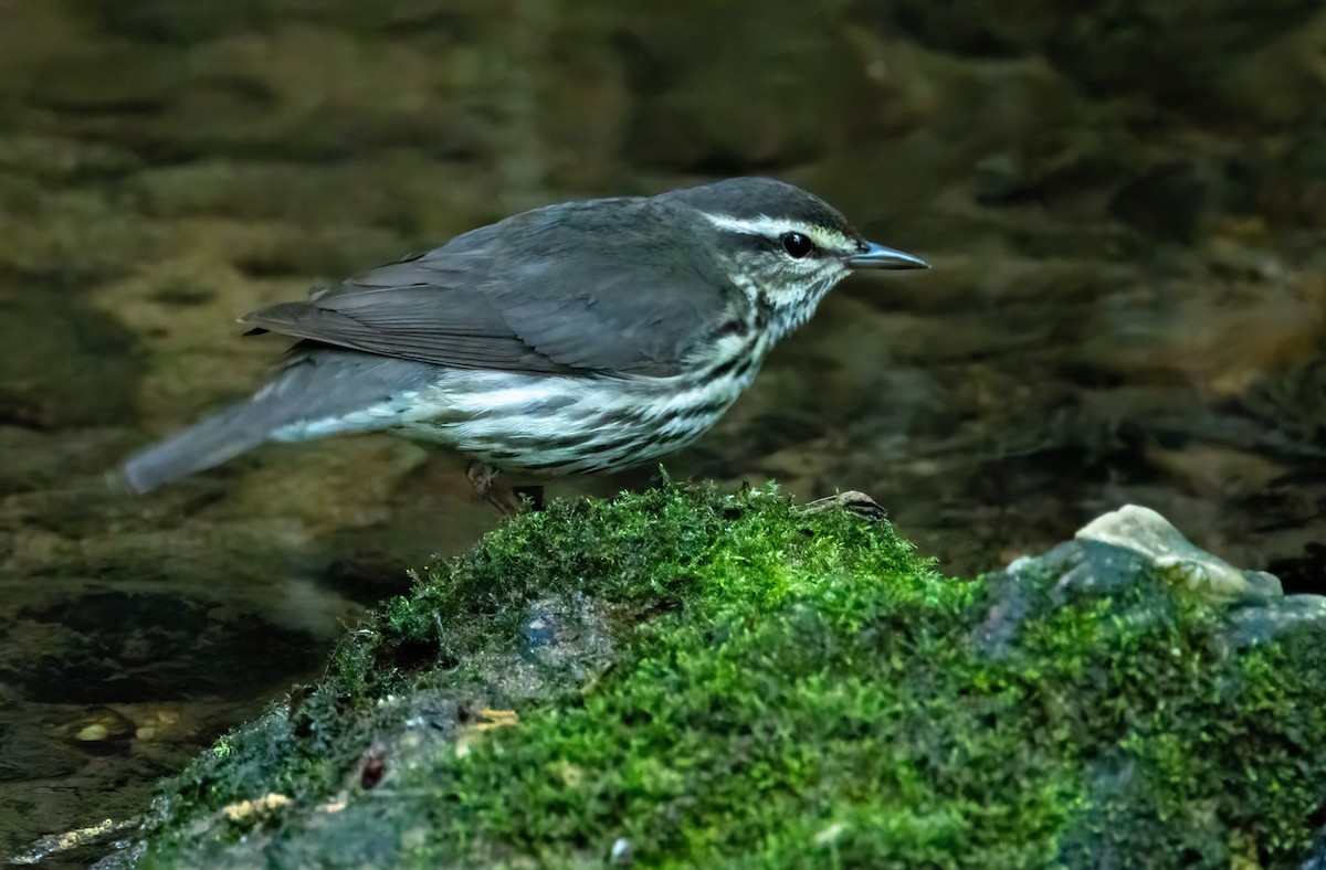 Northern Waterthrush - ML567324951