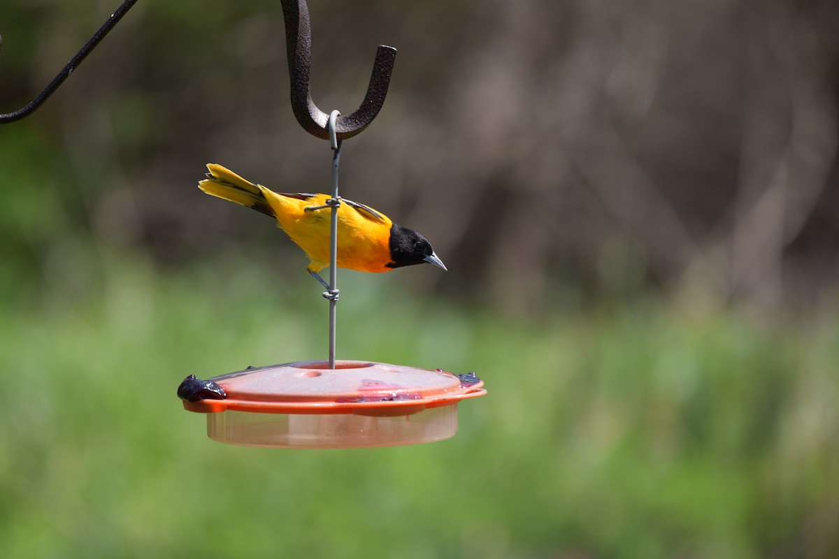 Baltimore Oriole - ML567325181