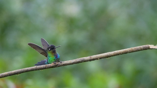 Fiery-throated Hummingbird - ML567328021