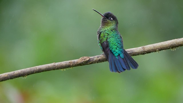 Fiery-throated Hummingbird - ML567328051