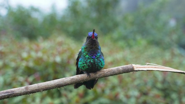 Fiery-throated Hummingbird - ML567328071