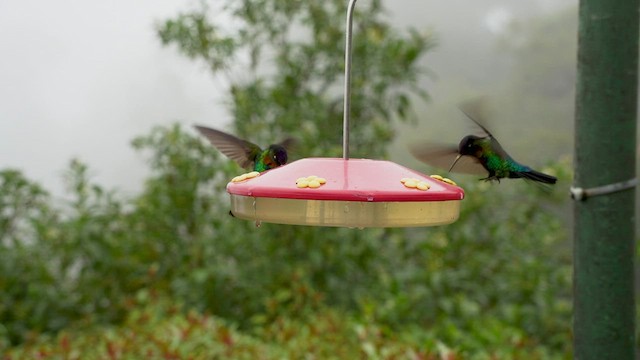 Fiery-throated Hummingbird - ML567328081