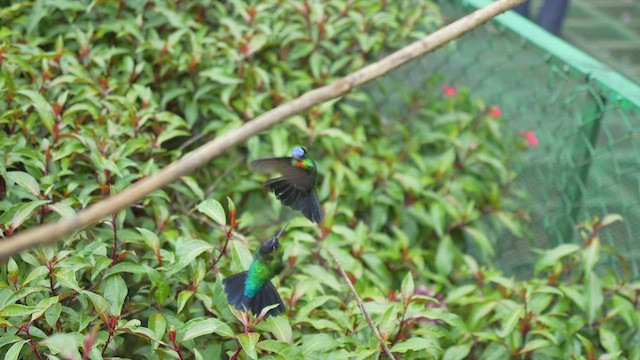 kolibřík ohnivobradý - ML567328101
