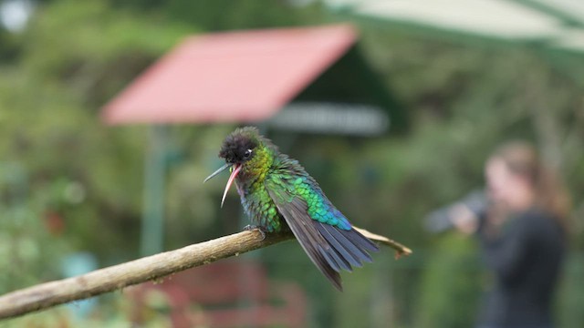 Fiery-throated Hummingbird - ML567328141