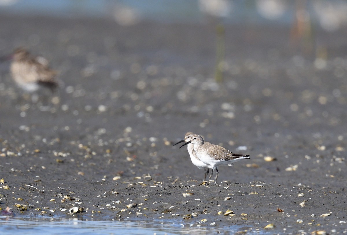 Curlew Sandpiper - ML567328761