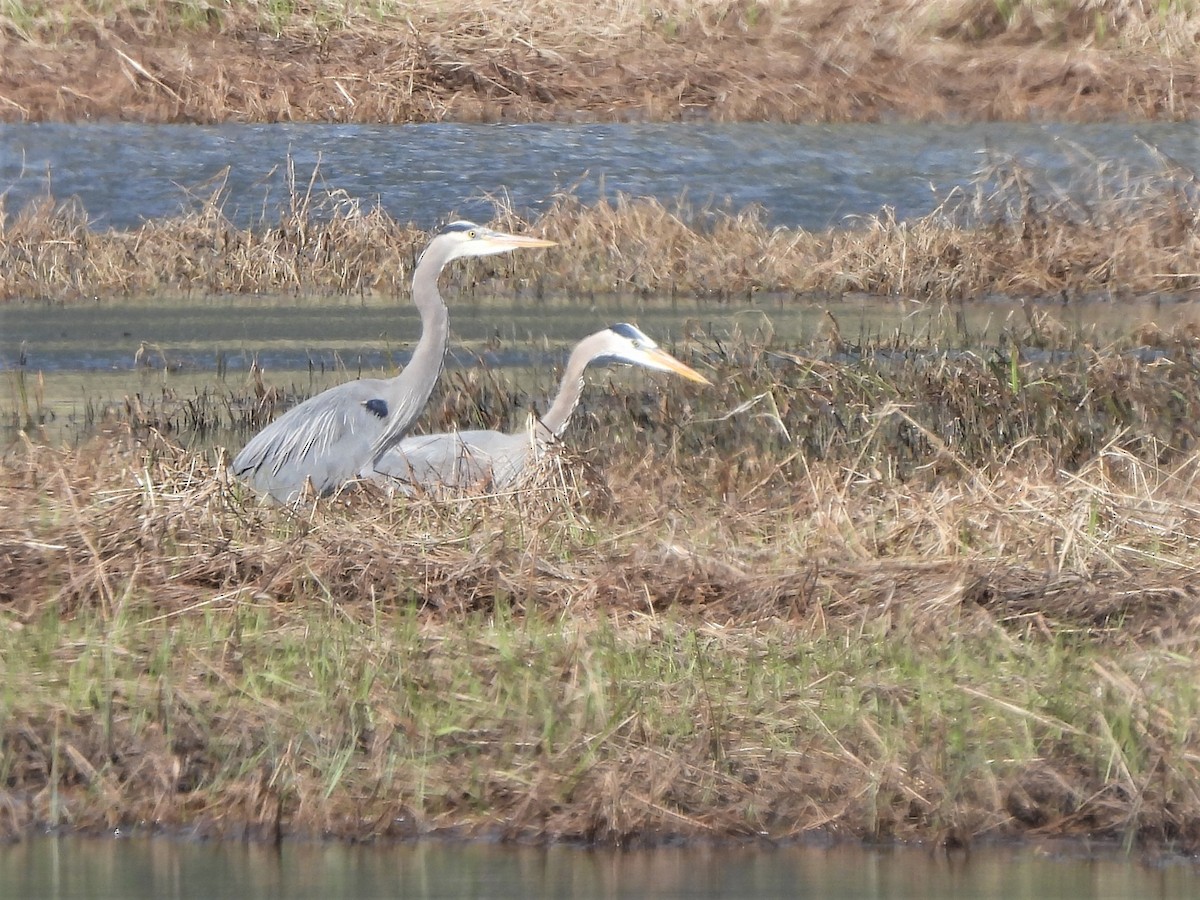 Great Blue Heron - ML567328791