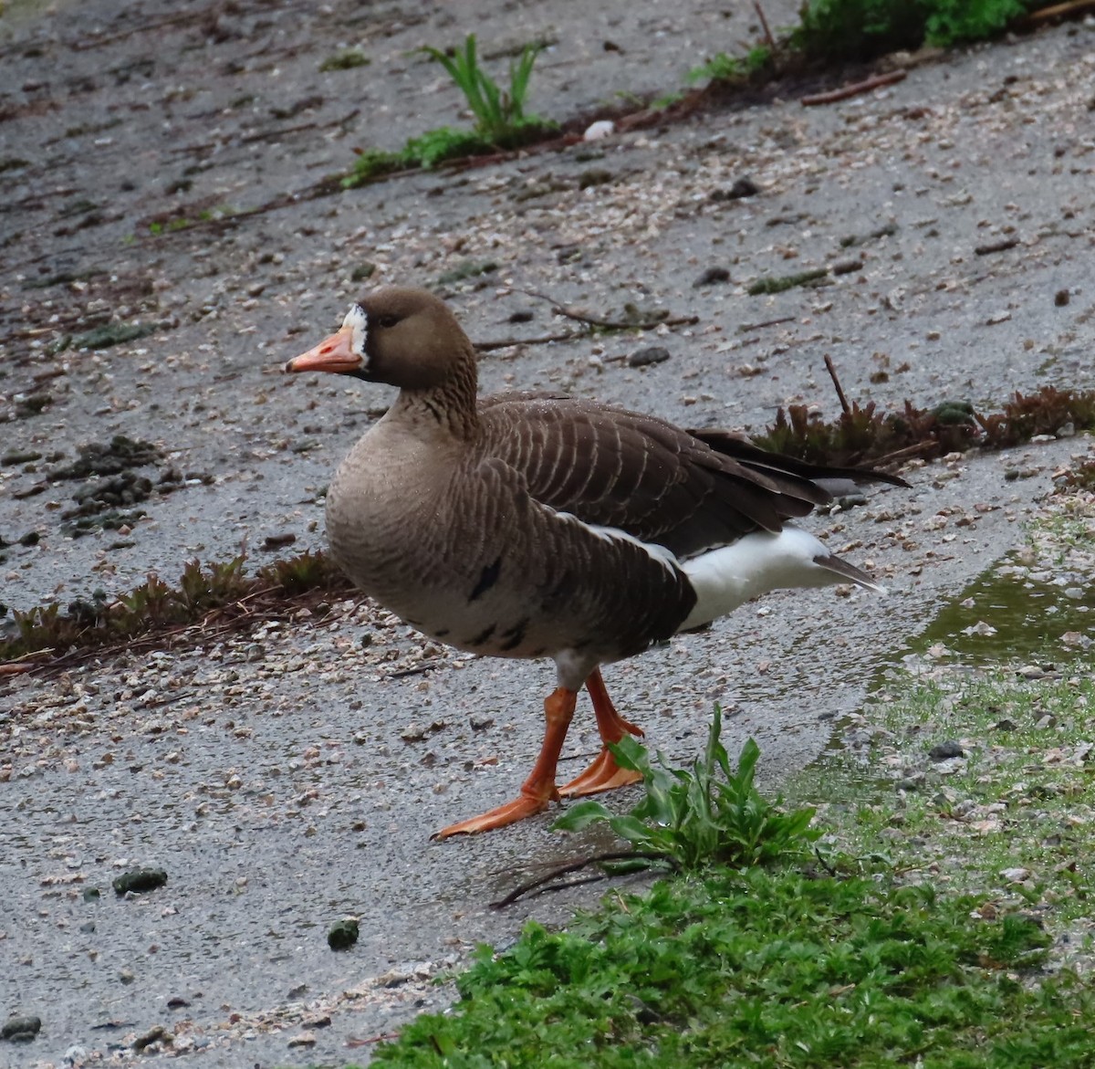 Greater White-fronted Goose - Caroline K