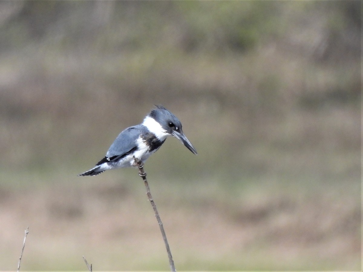 Belted Kingfisher - ML567329011