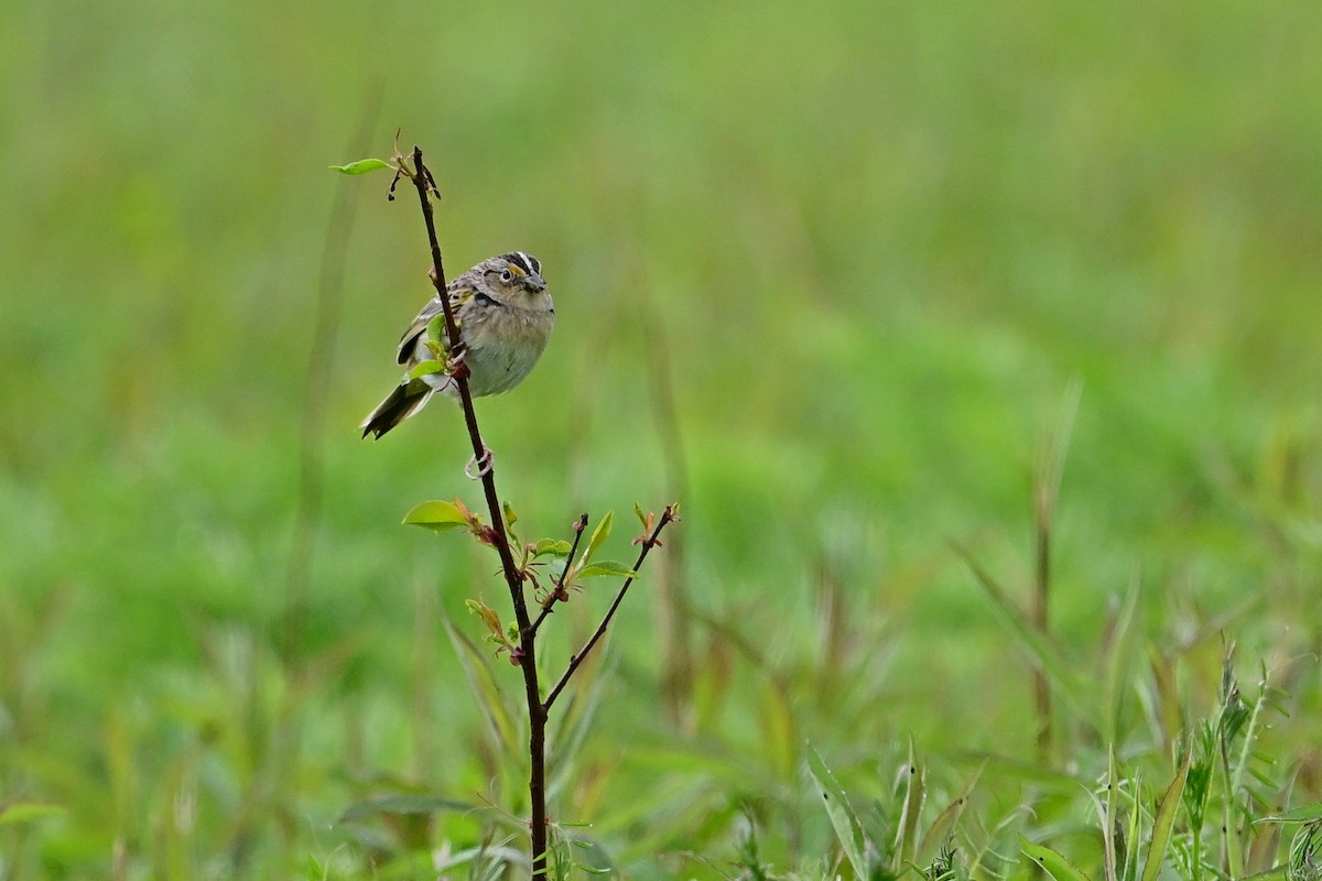 Grasshopper Sparrow - Eileen Gibney