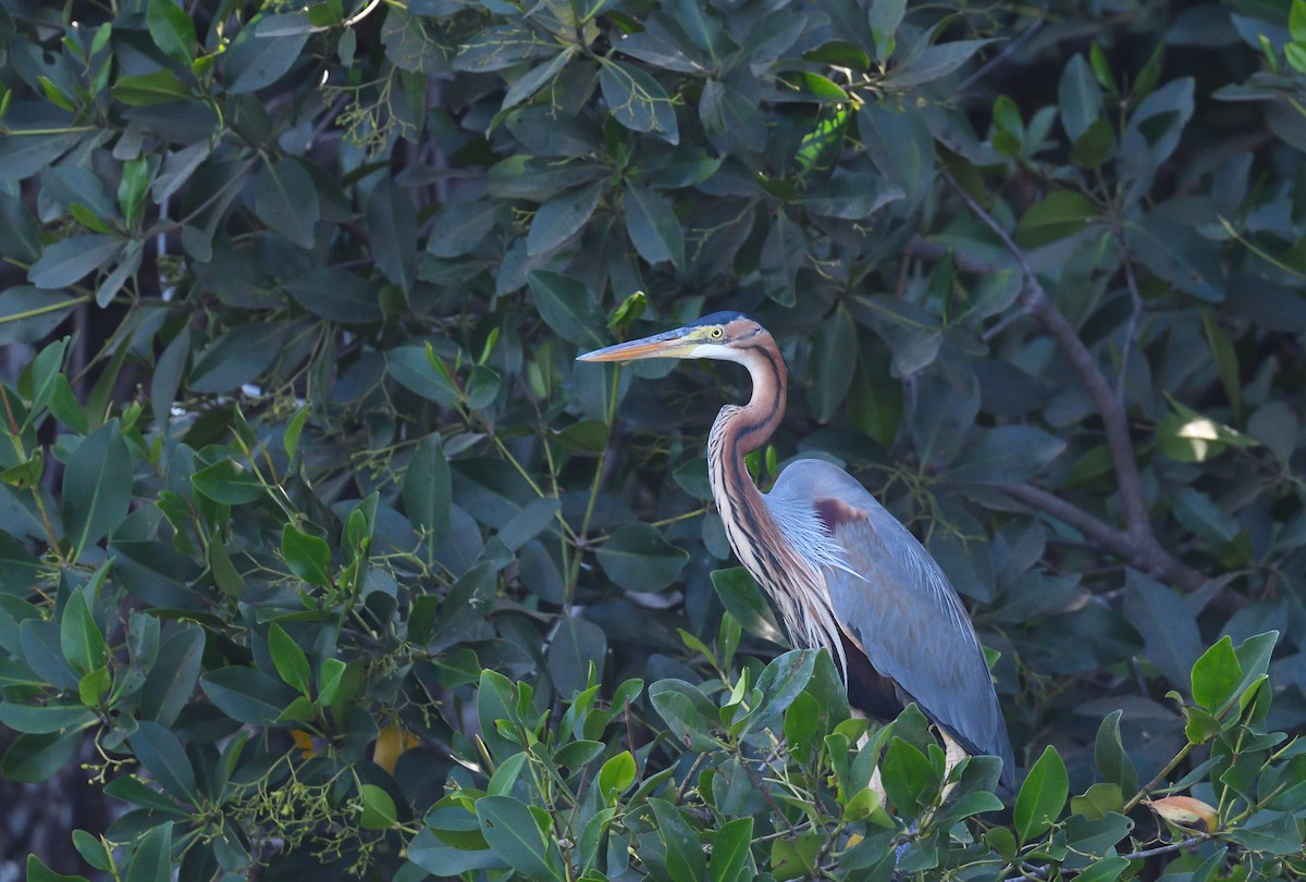 Purple Heron - ML567330271