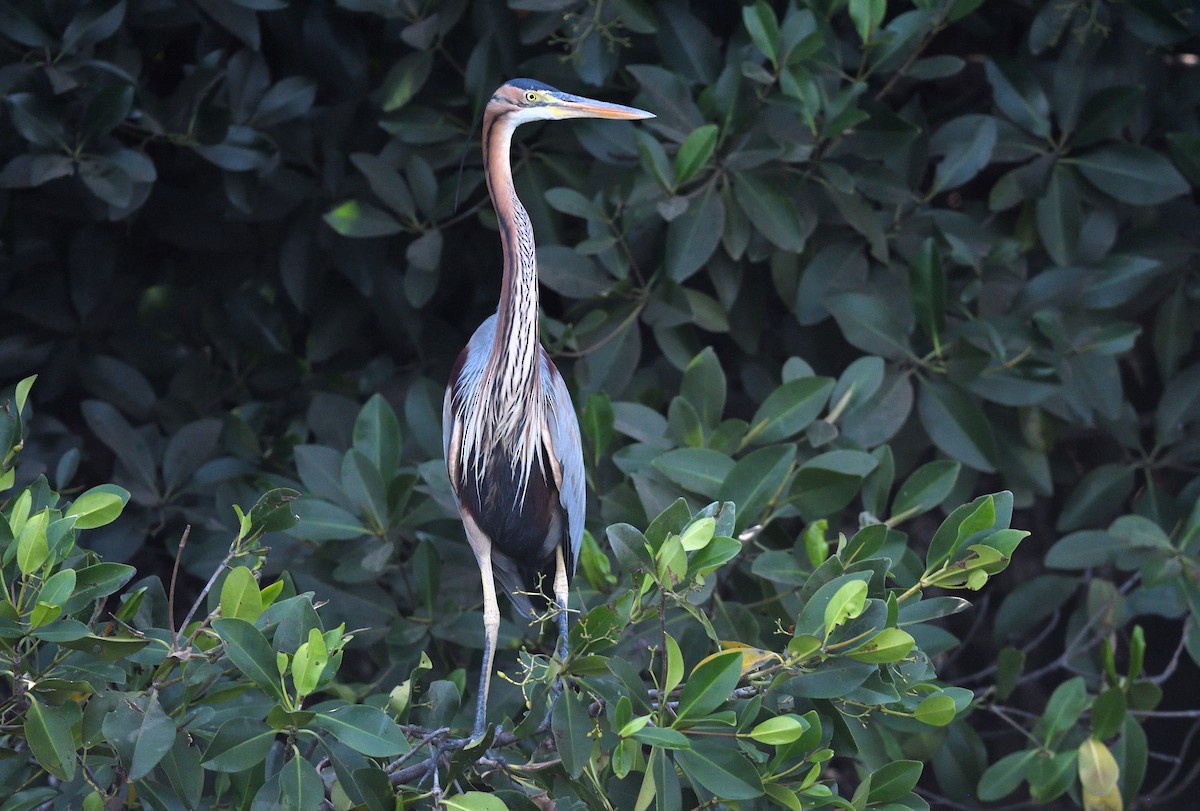 Purple Heron - ML567330281