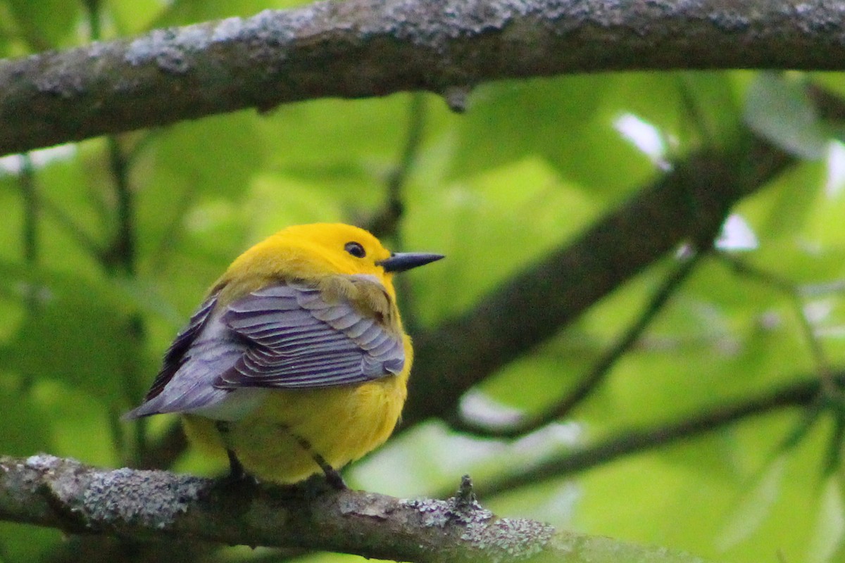 Prothonotary Warbler - ML567332761