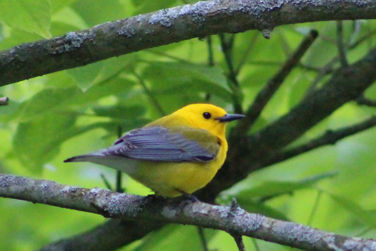 Prothonotary Warbler - ML567332771