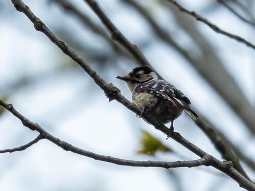 Lesser Spotted Woodpecker - ML567334771