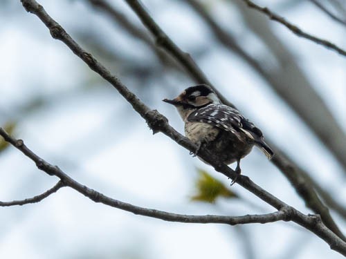 Lesser Spotted Woodpecker - ML567334781