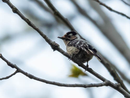 Lesser Spotted Woodpecker - ML567334791