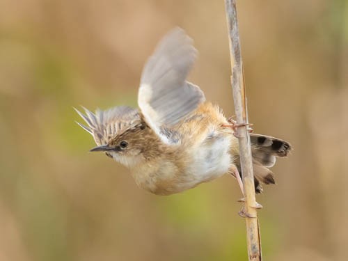 Zitting Cisticola - ML567334931