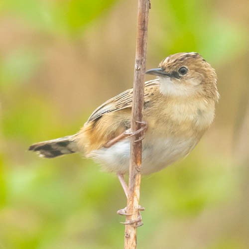 Zitting Cisticola - ML567335021