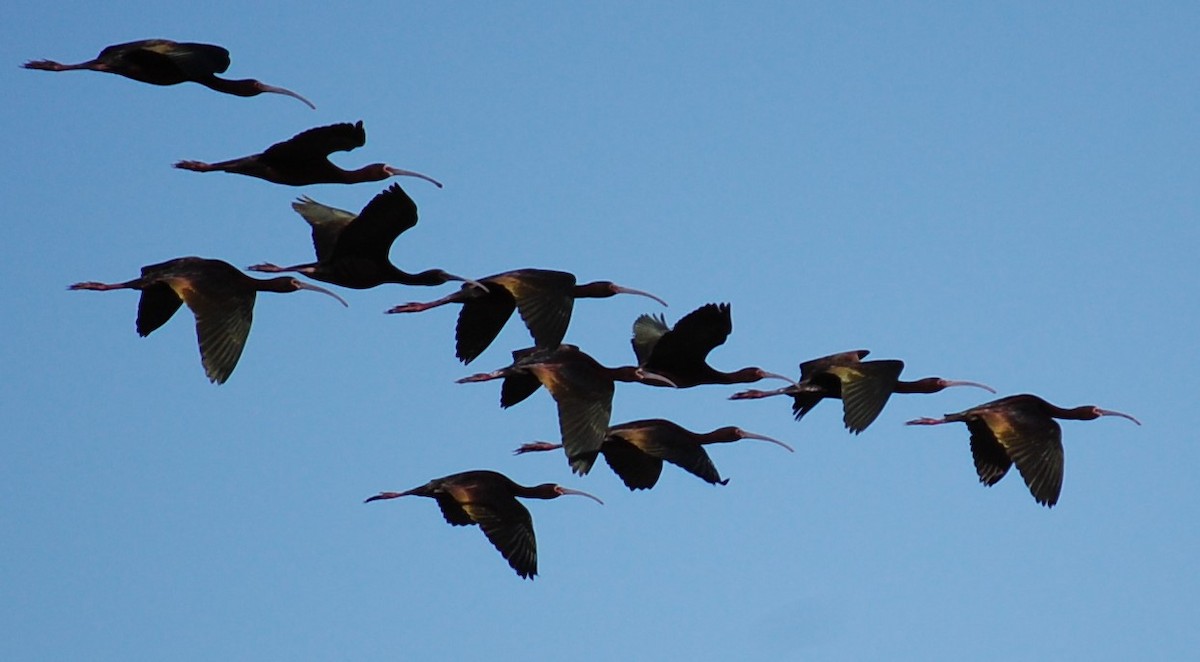 White-faced Ibis - ML567335261