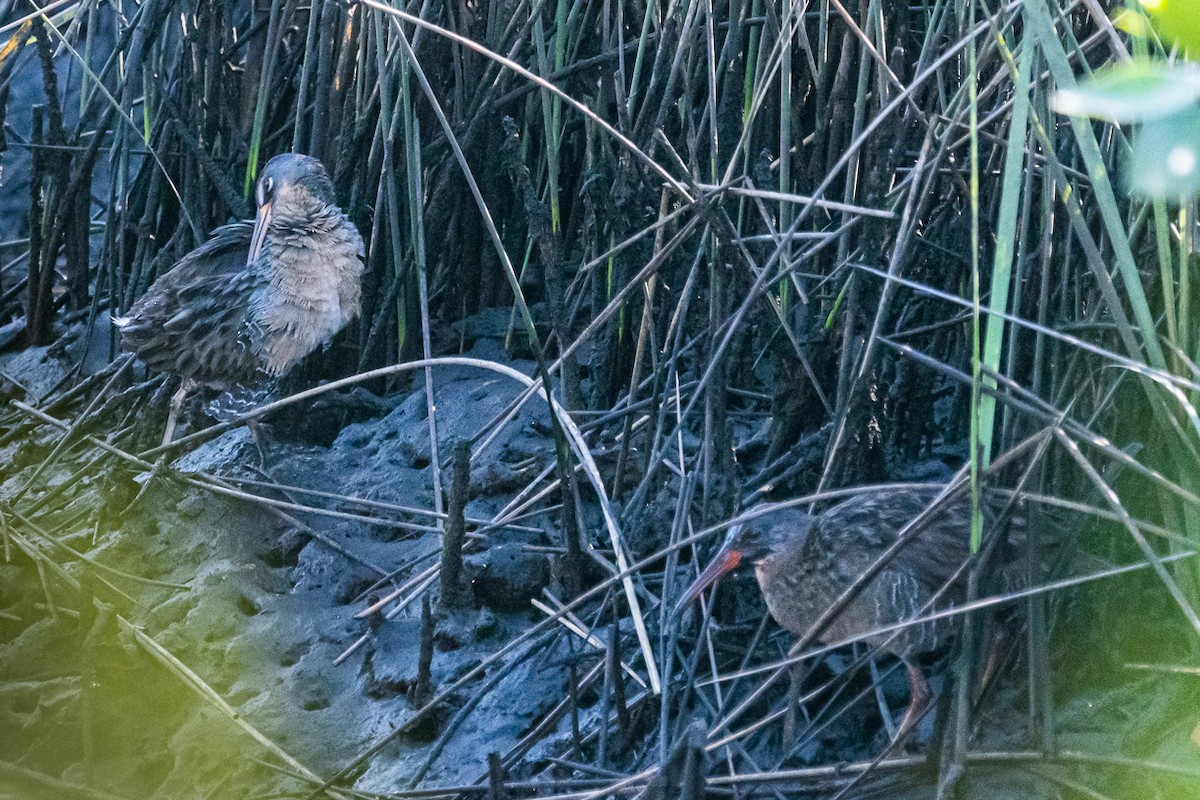 Clapper Rail - ML567336191