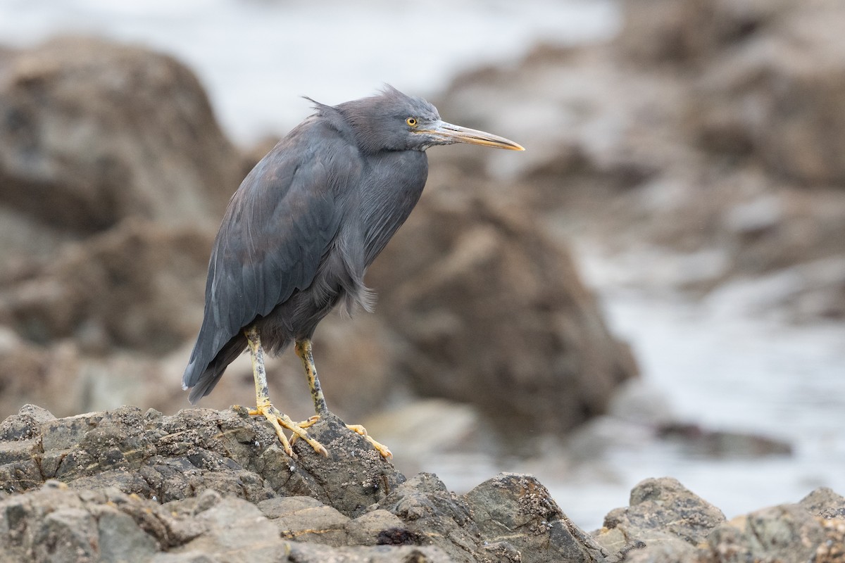 Pacific Reef-Heron - ML567337621