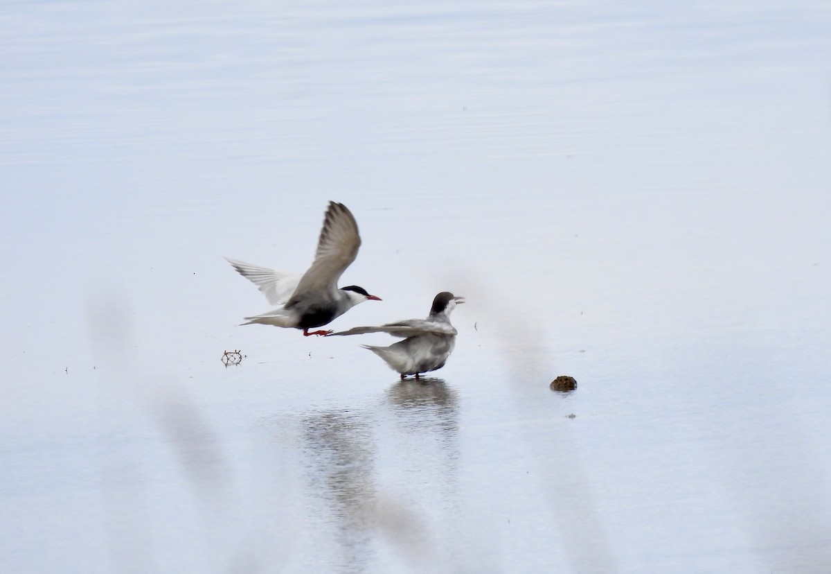 Whiskered Tern - ML567338031