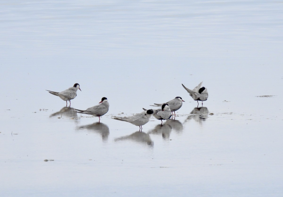 Whiskered Tern - ML567338081