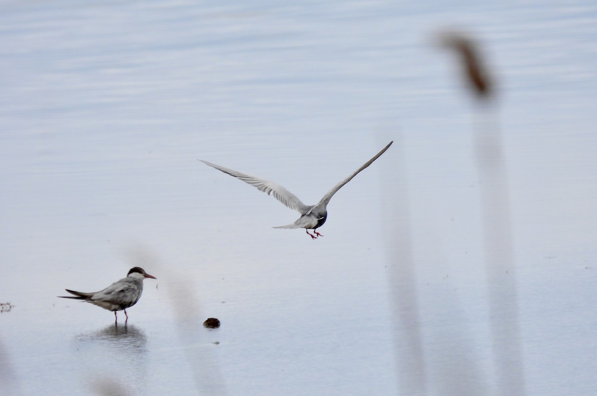 Whiskered Tern - ML567338171