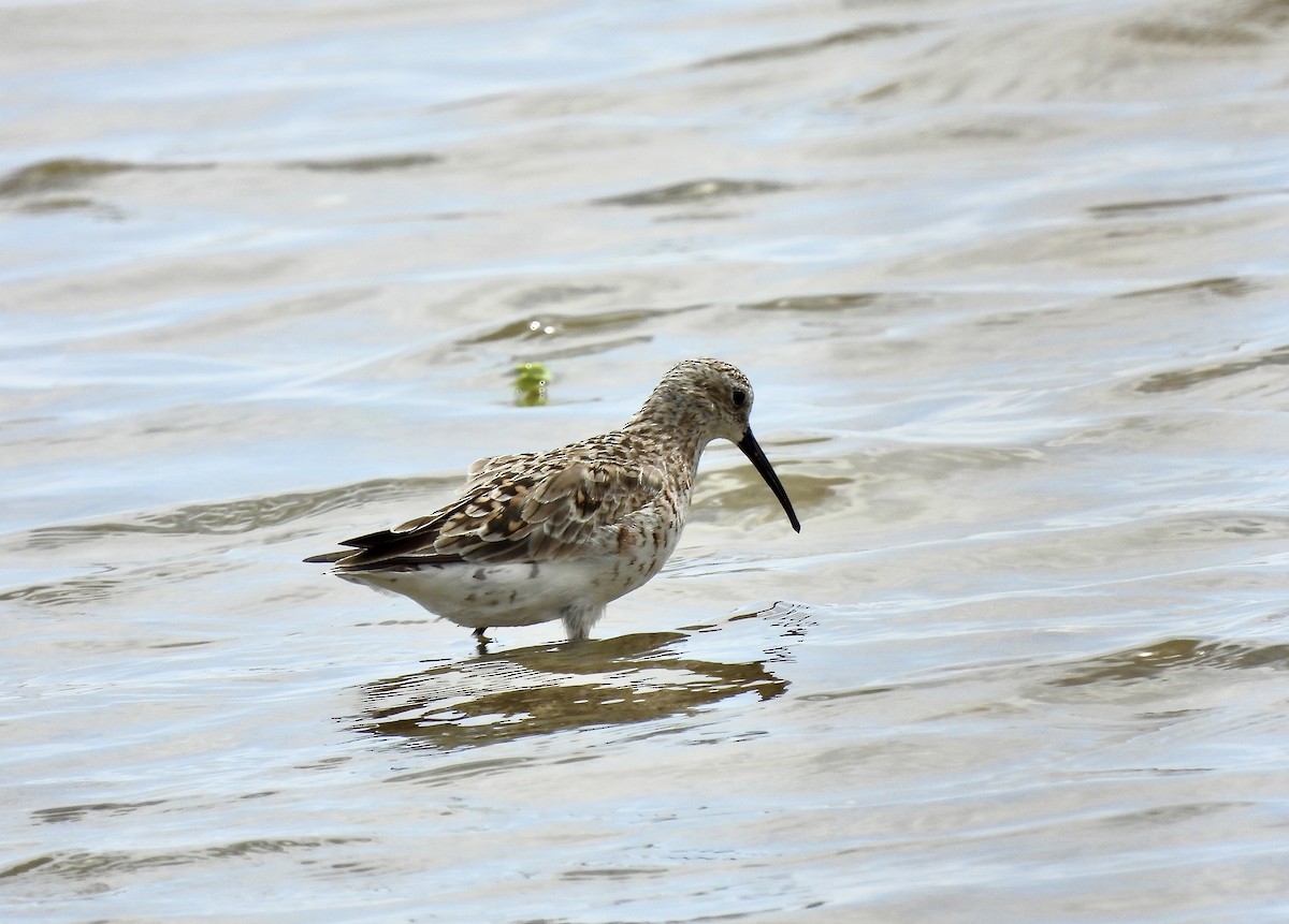 Curlew Sandpiper - ML567338541