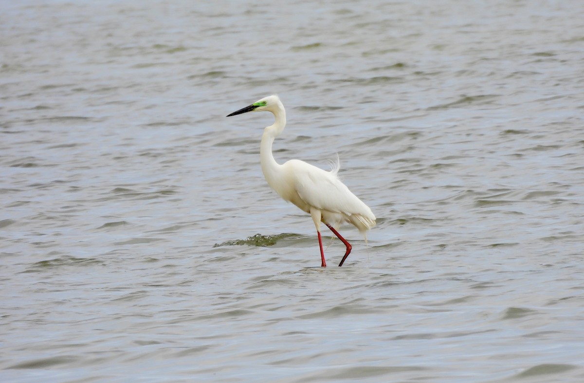 Great Egret - ML567339261