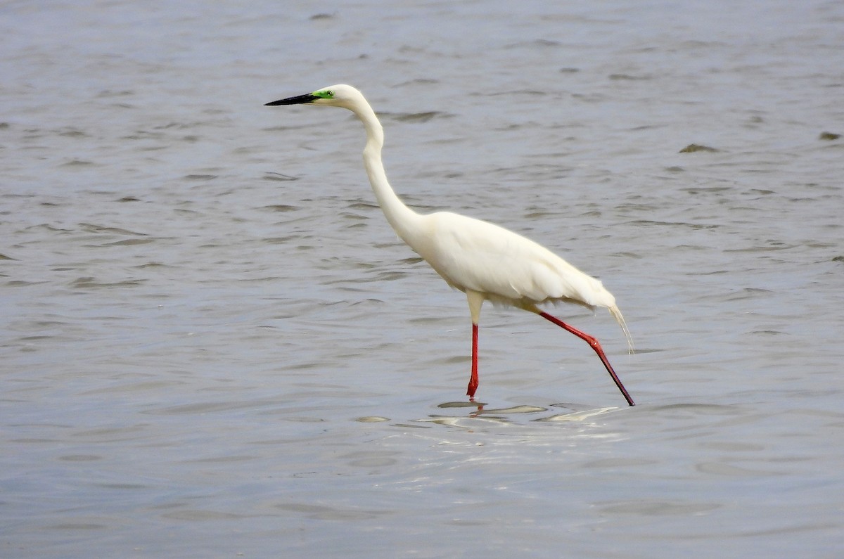 Great Egret - ML567339611