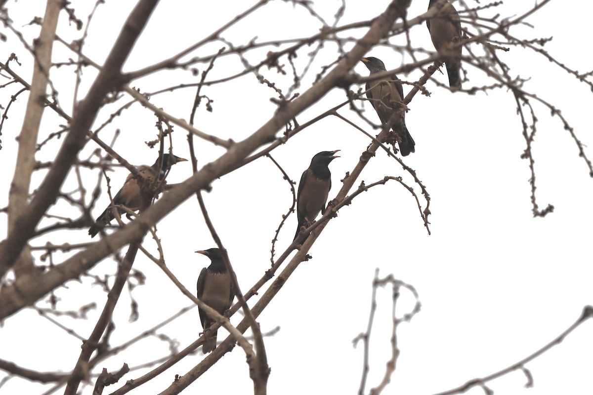 Rosy Starling - ML567340171