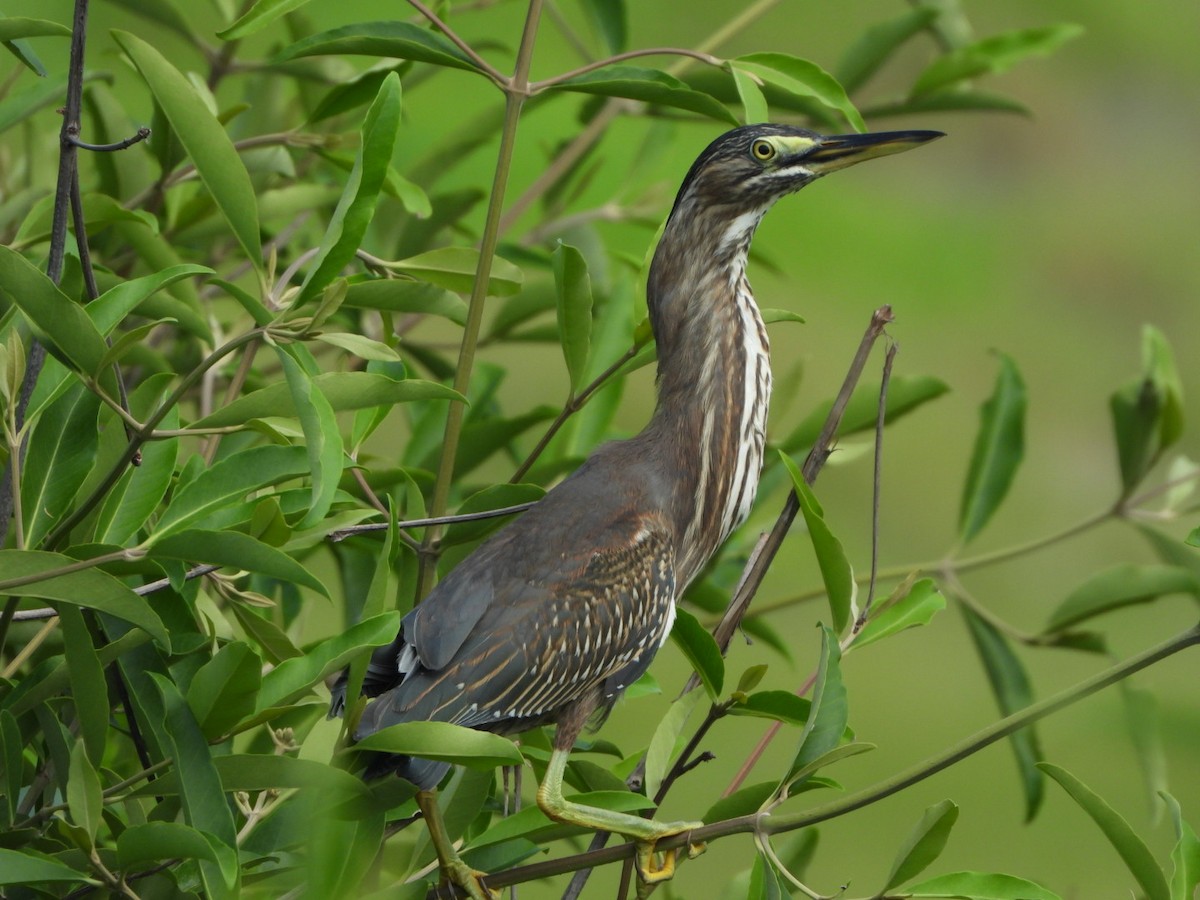 Striated Heron - Francisco Contreras @francontreras.80