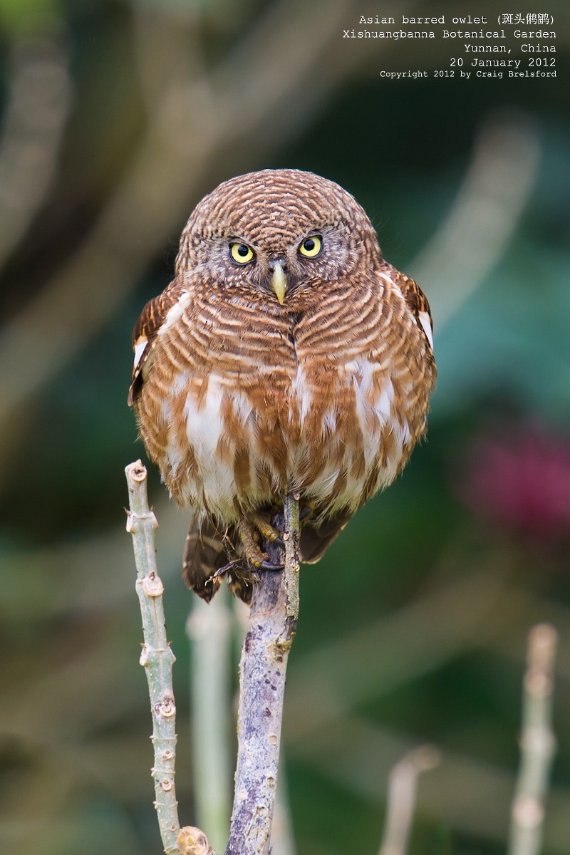 Asian Barred Owlet - Craig Brelsford