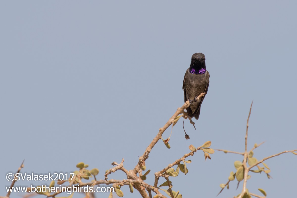 Colibri à gorge noire - ML56734231