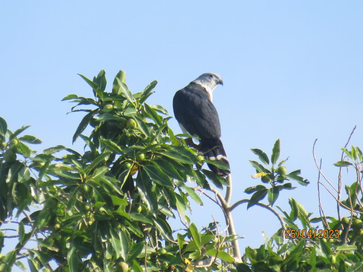 Gray-headed Kite - ML567342501