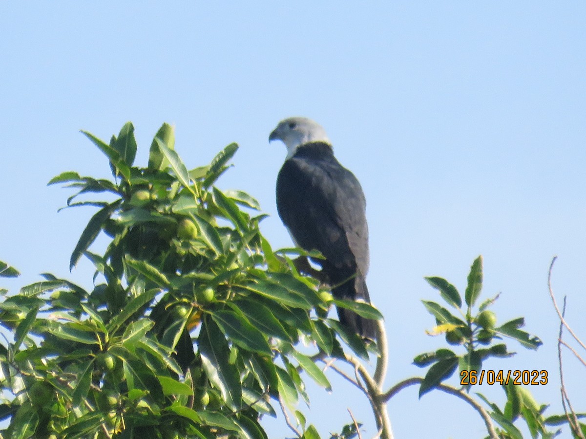 Gray-headed Kite - ML567342571