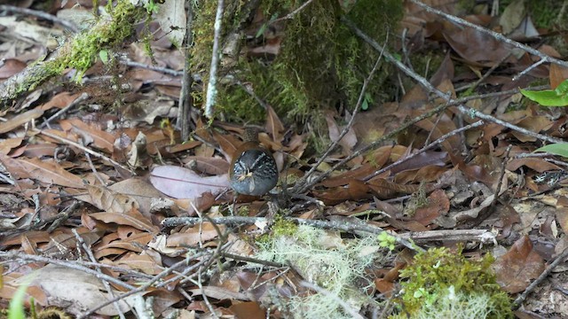 Gray-breasted Wood-Wren - ML567342611