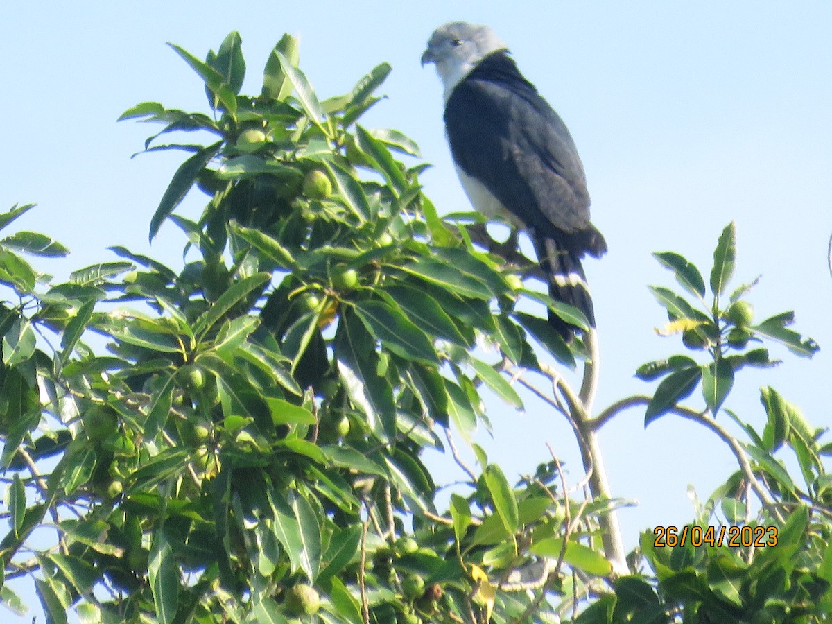 Gray-headed Kite - ML567342661