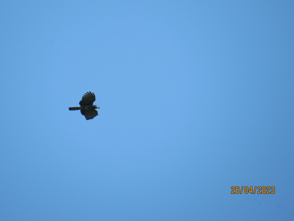 Hook-billed Kite - ML567342871