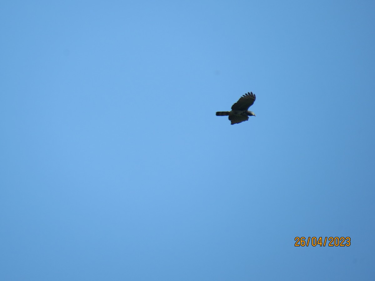 Hook-billed Kite - ML567343001