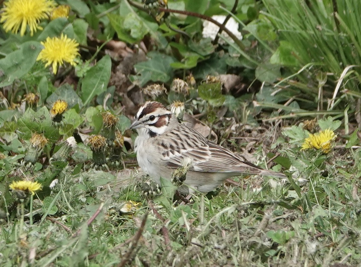 Lark Sparrow - ML567343191