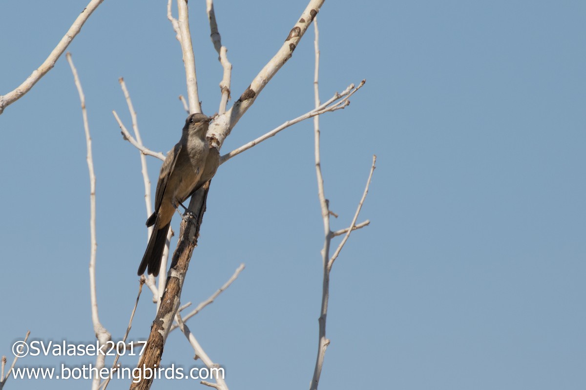 Say's Phoebe - Steve Valasek