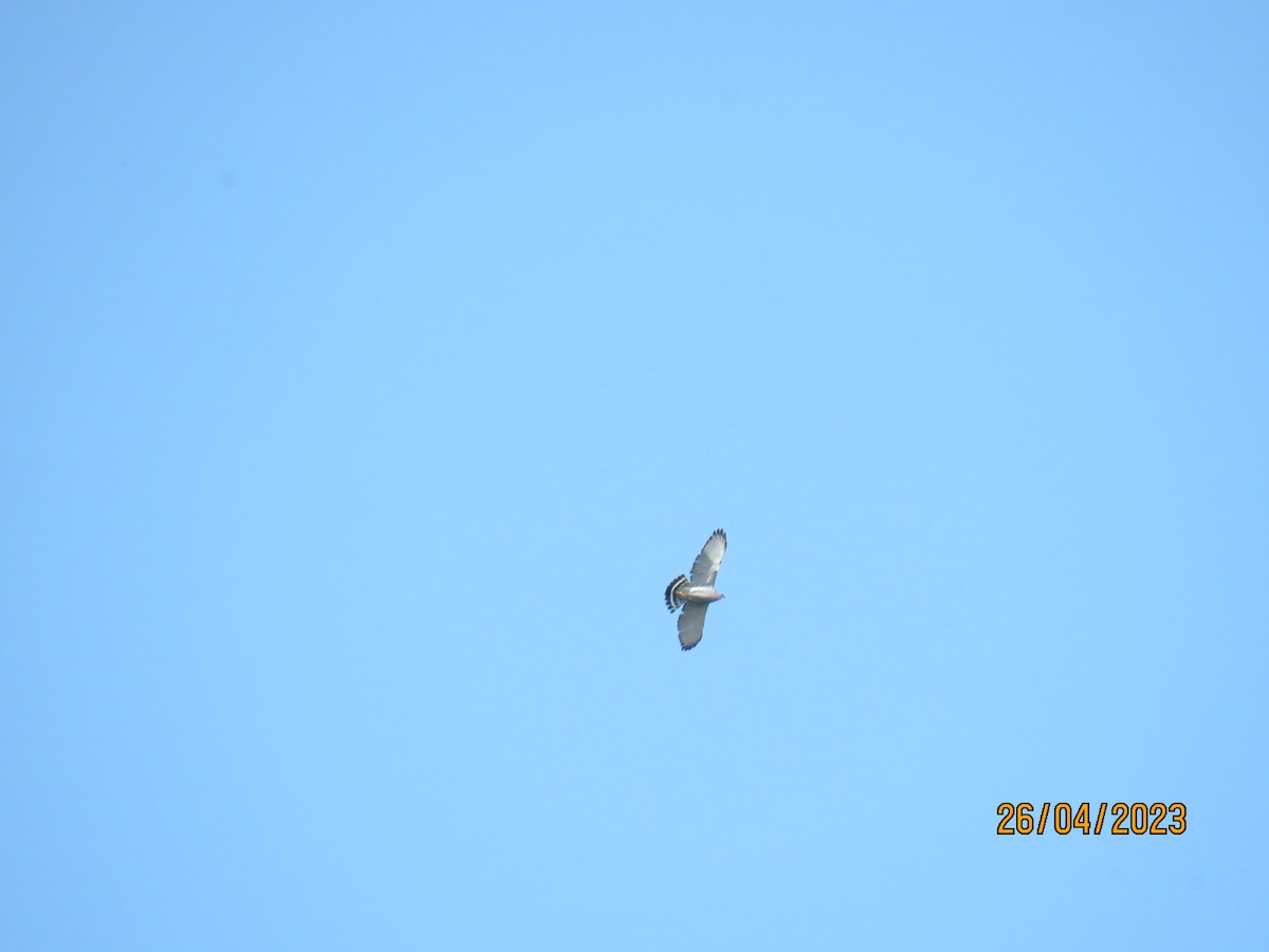 Gray Hawk - ML567343561